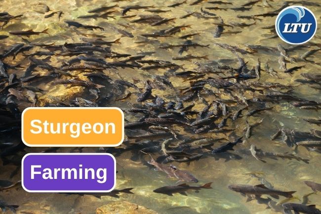 Sturgeon Farming Process To Extract Caviar